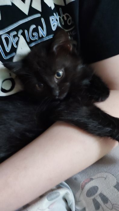 Кошечка бесплатно