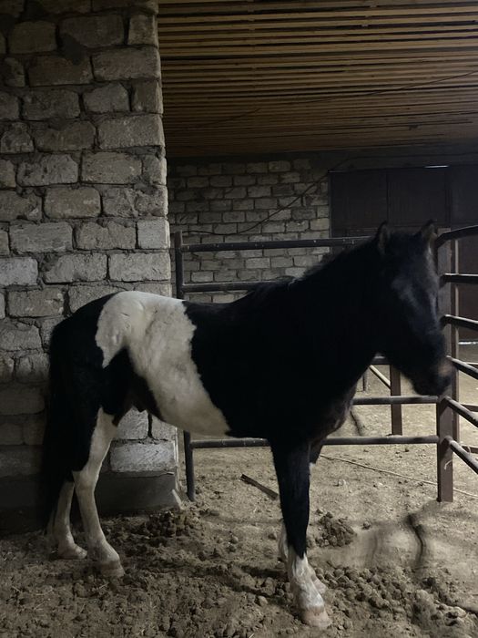 Жабағылар сатылады