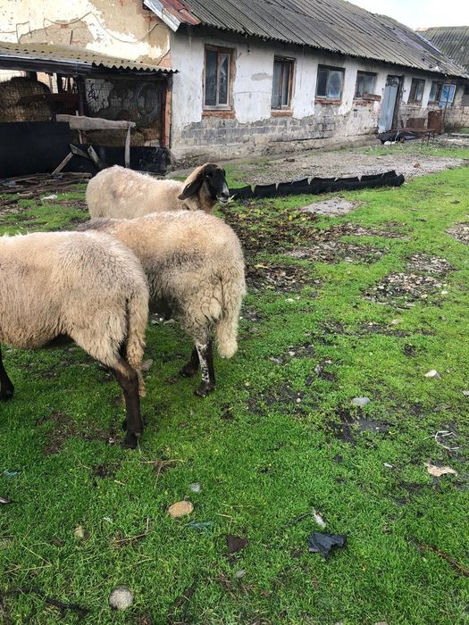 Vand  oi carabase sarbesti 1500