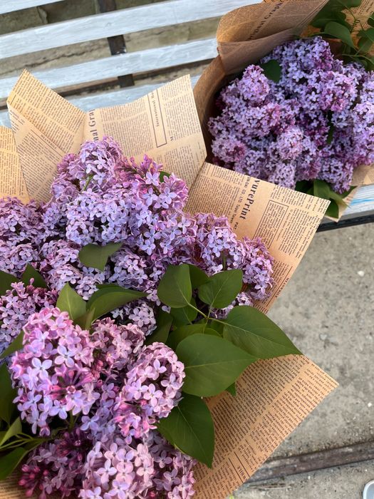 Букет сирень свежие