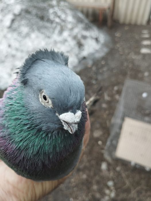 Продам самца голубя