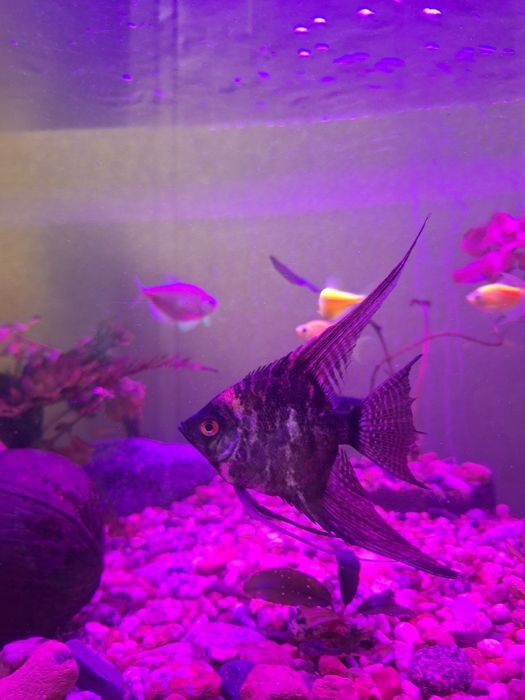 Прдам/обменяю Скалярию