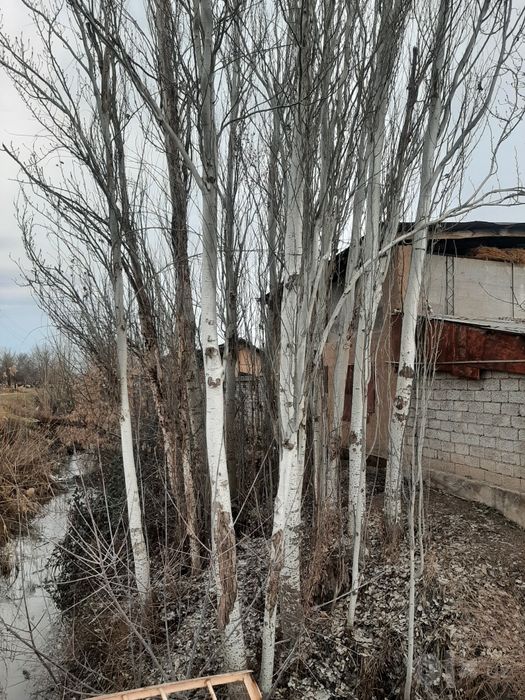 Teraklar sotiladi