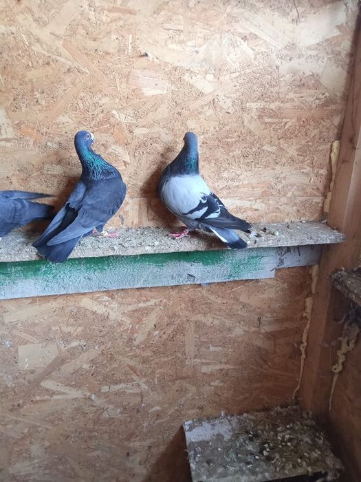 Vând pereche de porumbei spanioli