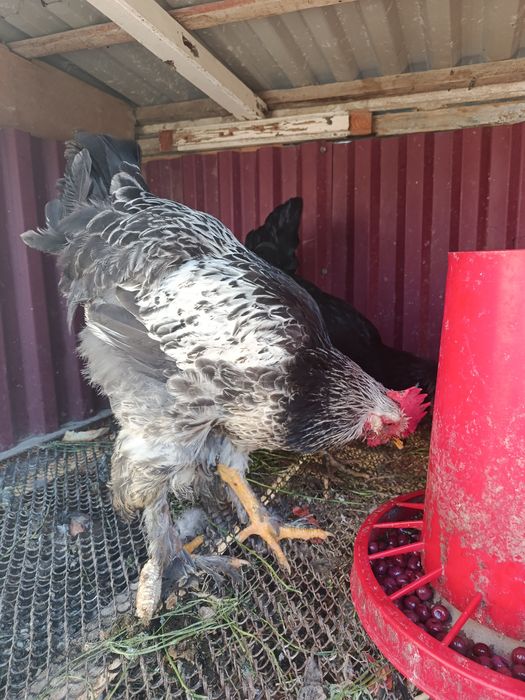 Xo'roz sotiladi Brama