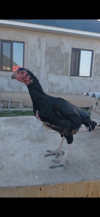 Дакан тауықтар сатылады