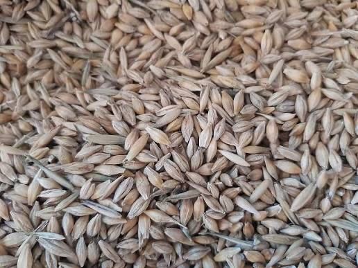 orzoaica de primavara