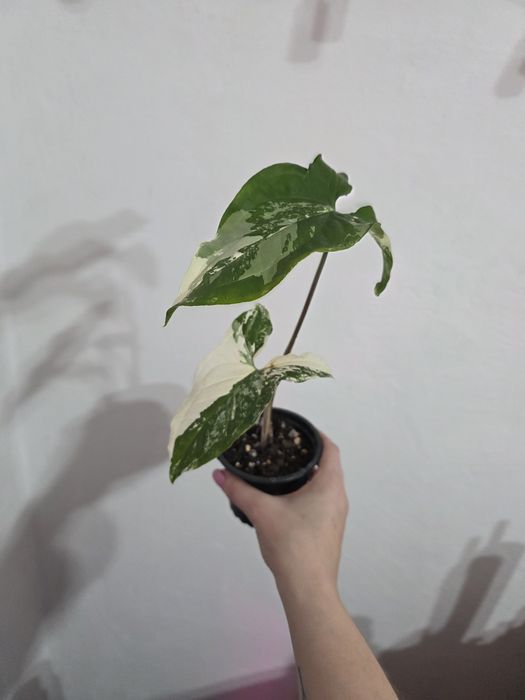 Продам комнатное растение - сингониум  империал вайт