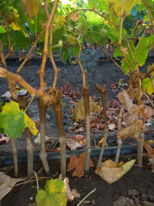 Butasi vita de vie anul 2 și anul 3