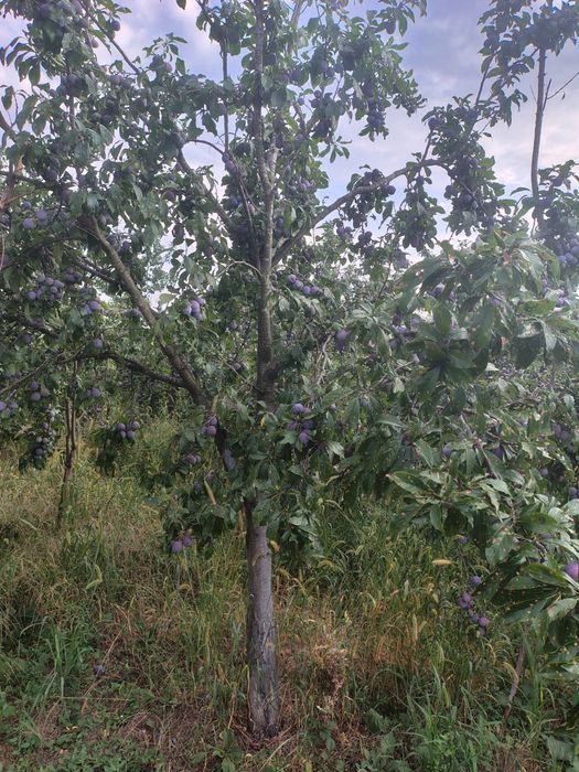 Vând prune pentru țuică