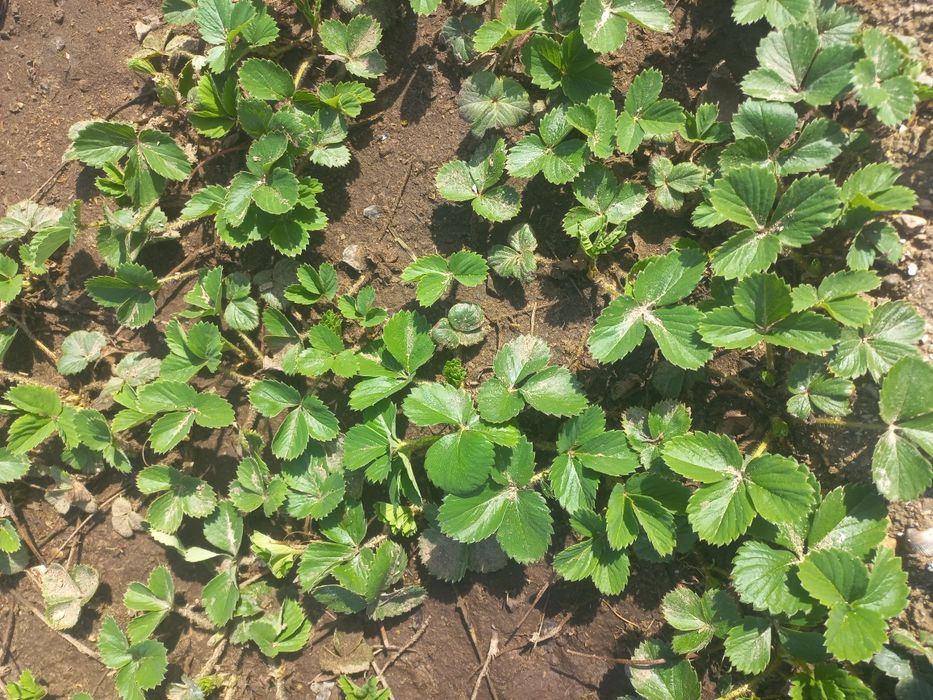 Саженцы клубники