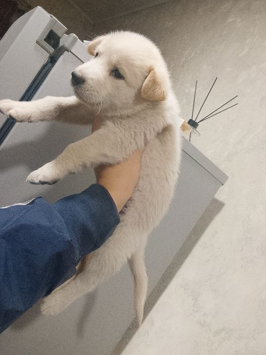 Швейцарские Овчарки
Мальчик и девочка, 1 месяц.