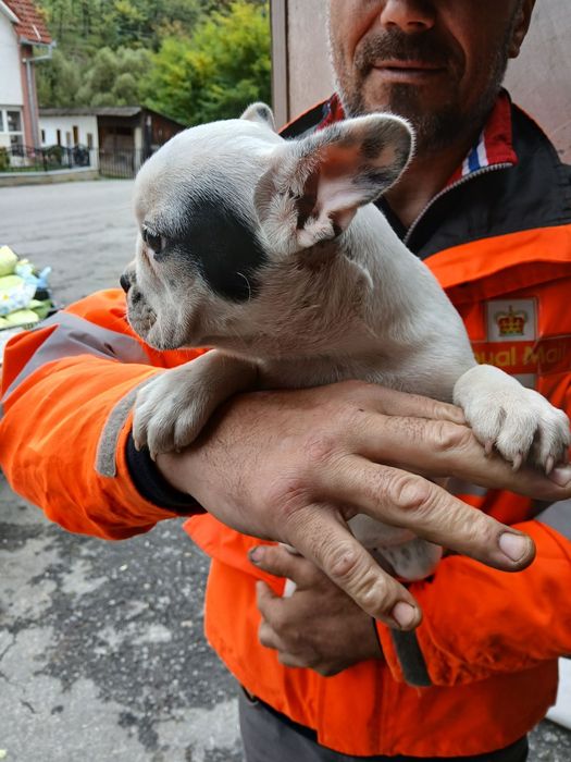 Fetite de bulldog francez