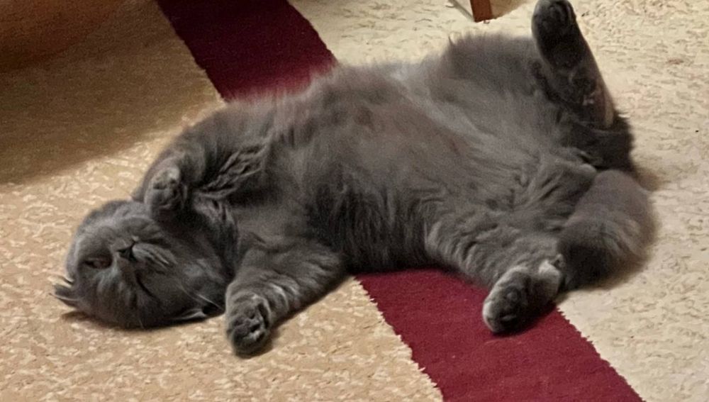 Mushuk sotiladi 200$ Fargona