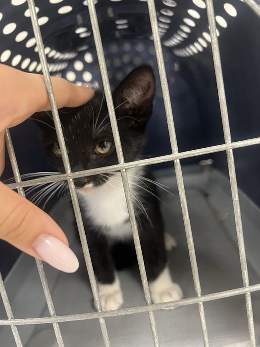 Motan pentru adoptie