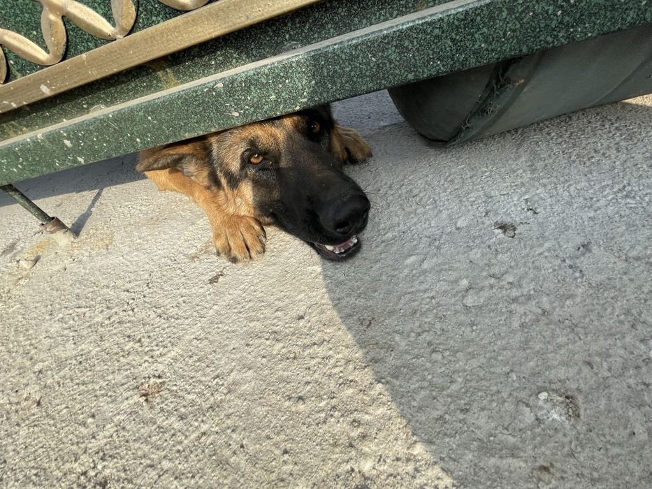 Немецкая овчарка вязка