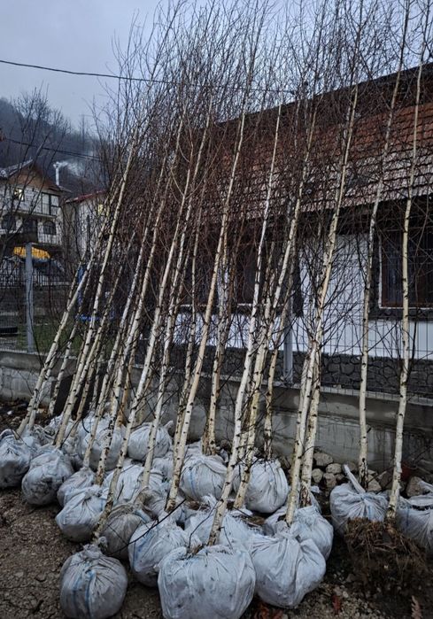 Vând Mesteacăn Alb și Chiparos Leylandii (Transport și Plantare)