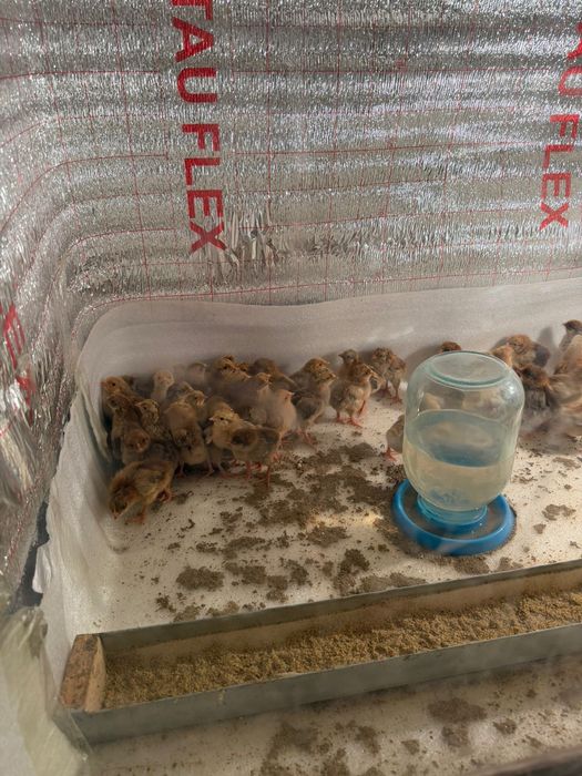 Купшински балапан сатылады