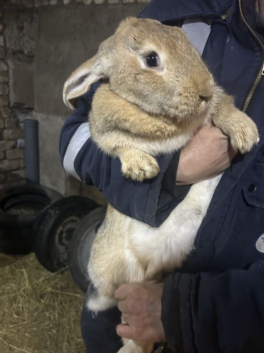 Кролики разных пород