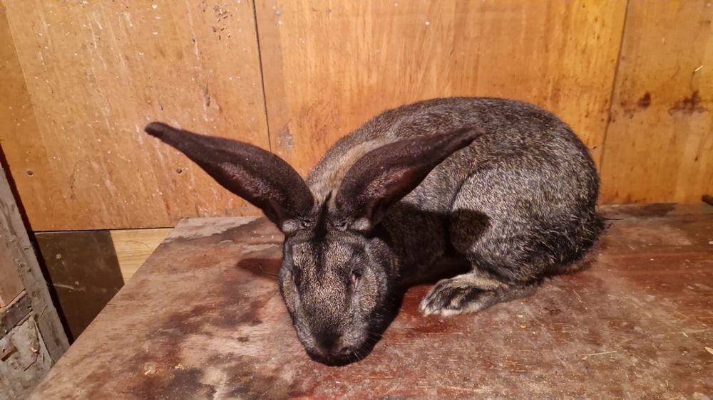 Продам кроликов Серебро