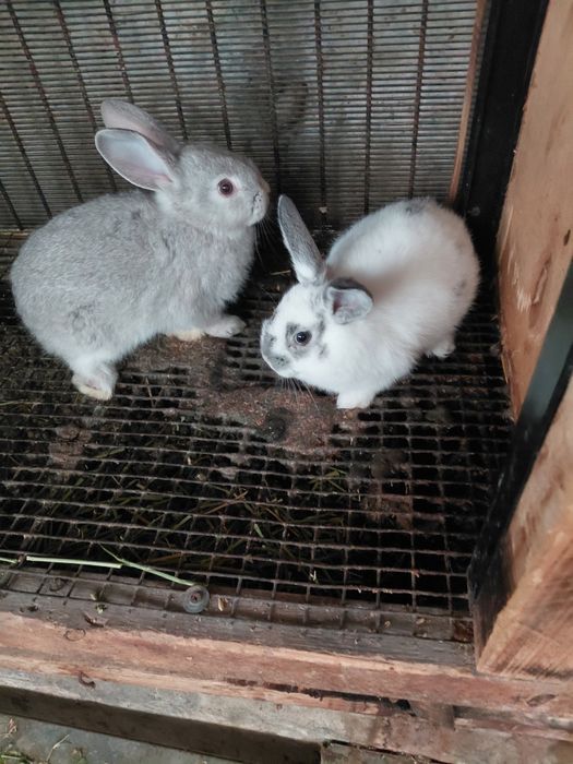 Кролики крольчата