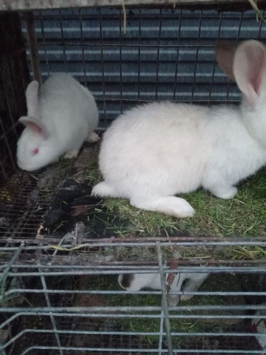 Продам кроликав продам
