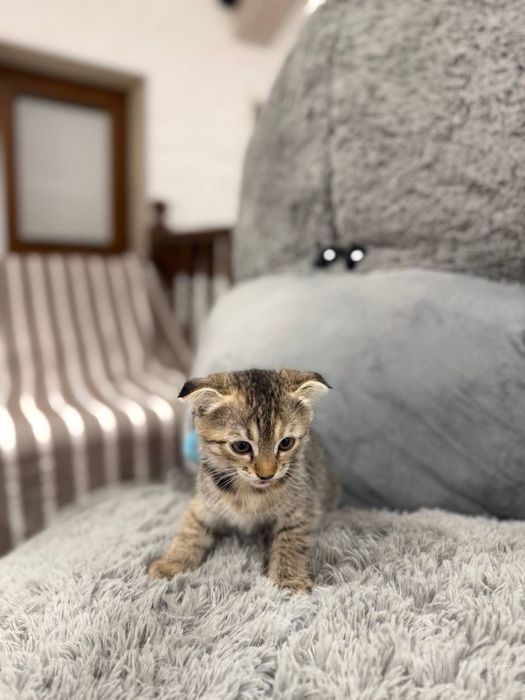 Котенок, котята, кошка, кот, котята ташкент, взять котенка