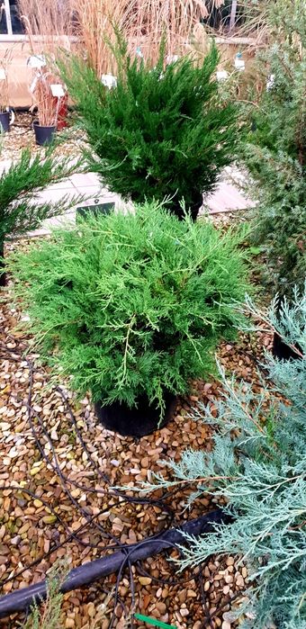 Vindem Enupar târâtor pin mugo