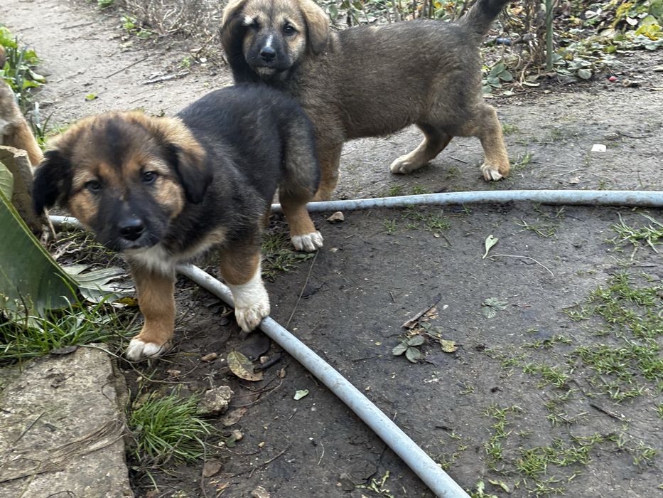 Кученца които спешно търсят дом