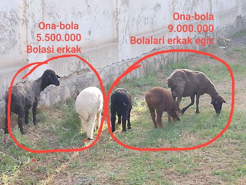 Ona-bola qo'ylar sotiladi