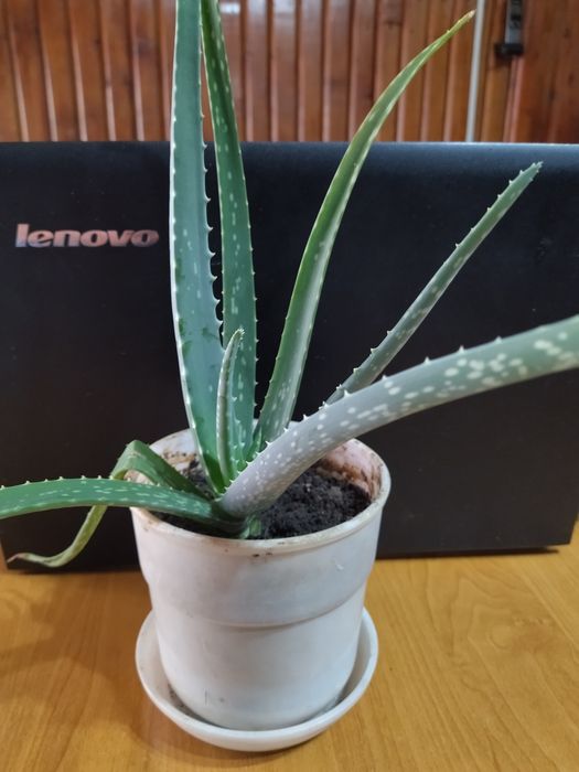 Алоэ Вера,большие растения