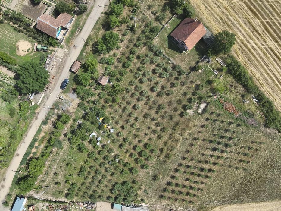 Loc de casa / Teren intravilan de vanzare cu livada - Buteni, jud.Arad