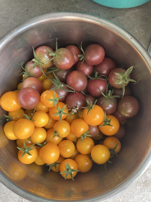 Продам помидоры домашние