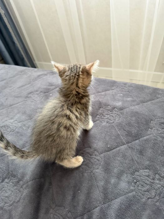 Шотландский котенок