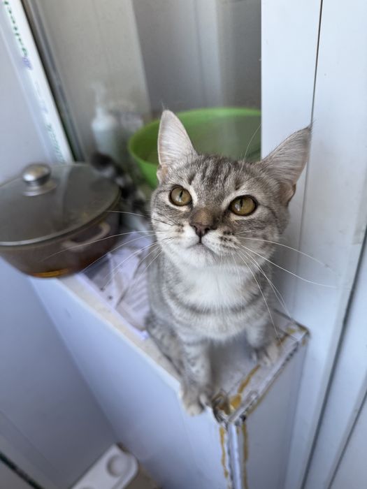 Продается кошка , порода Британская