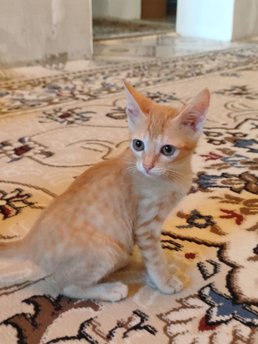 Милые  котята в добрые руки