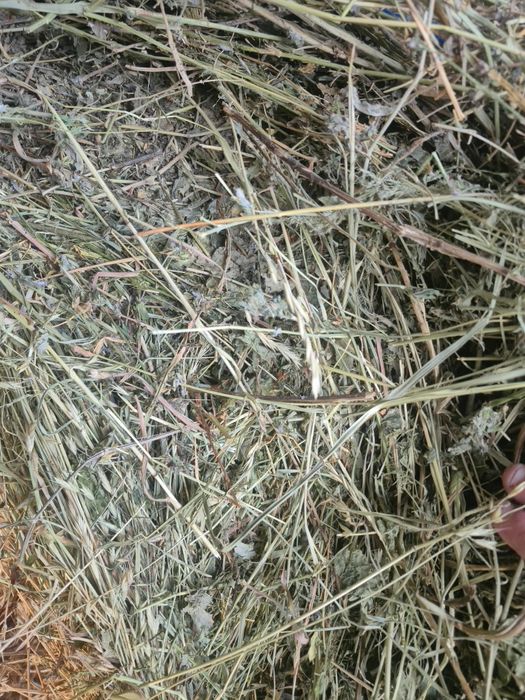 Vând urgent 40 de balotii din lucerna si fan