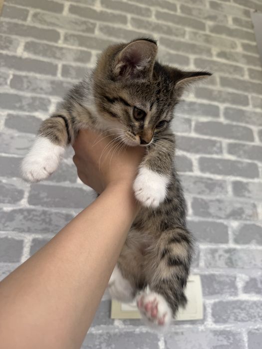 Mushuk bolasi bor hadiyaga beriladi