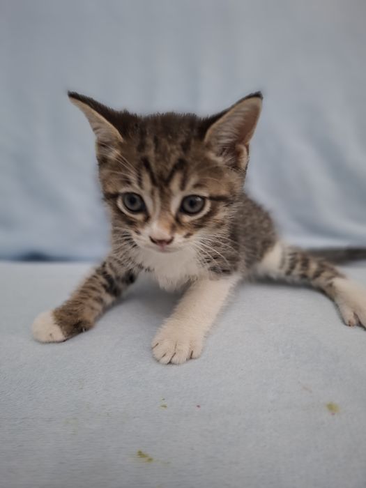 Котенок(2 месяца) мальчик  в добрые руки