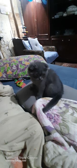 вислоухие котята оптом