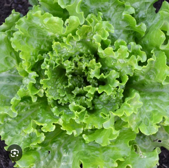 Профессиональные семена овощей