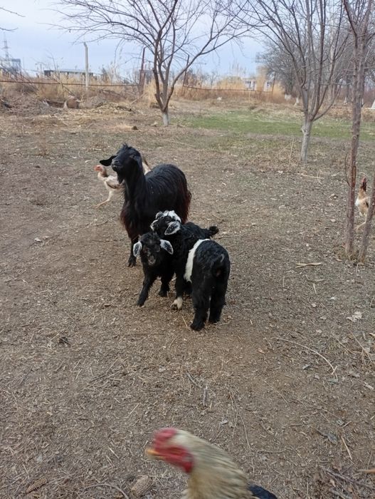 Она бола эчки сотилади