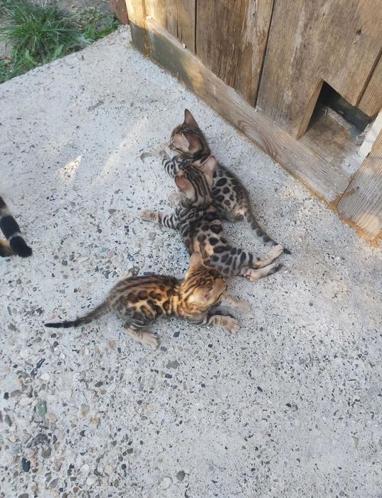 Чистокръвни Бенгалски котки