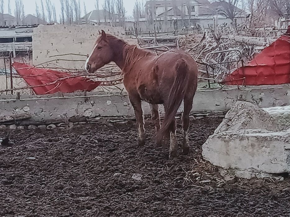 Семіз жылкылар 550 ден 650 дейын