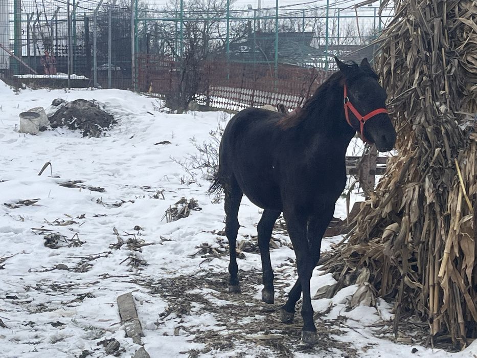 Vand carlana de 9 luni