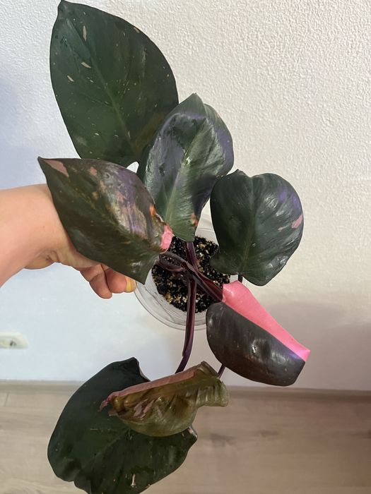 Филодендрон розовая принцесса