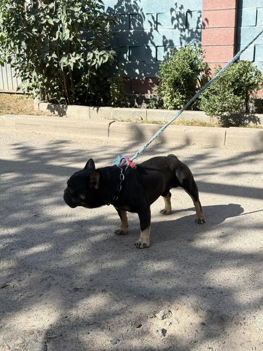 Французкий бульдок