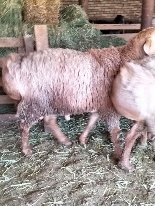 Кошкарлар сатылады