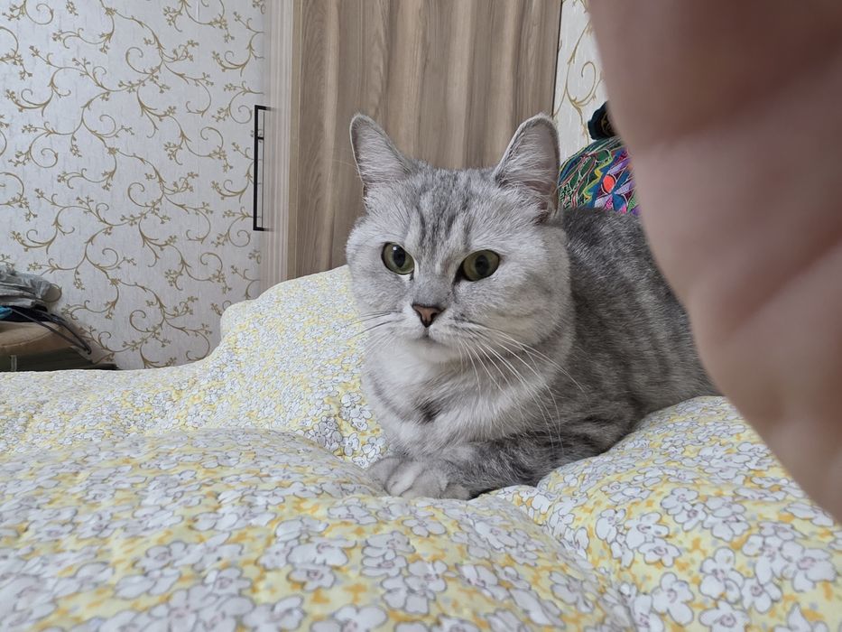 Отдам даром кошку шотландку