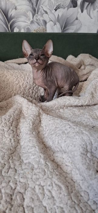 Котятки Донские Сфинксы.